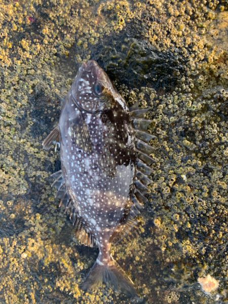 夏の磯は餌取りパラダイス