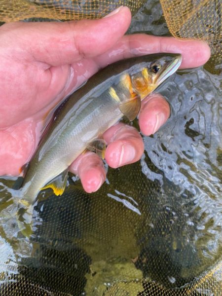 有田川鮎釣り釣行