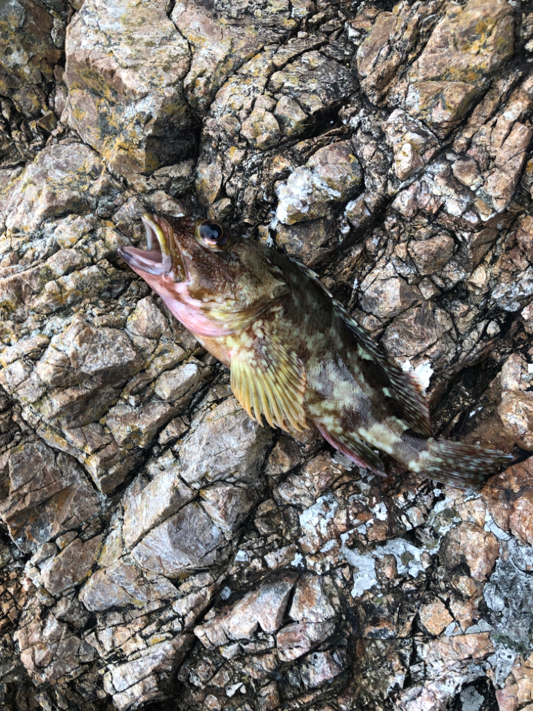 ちょこっとフィッシング