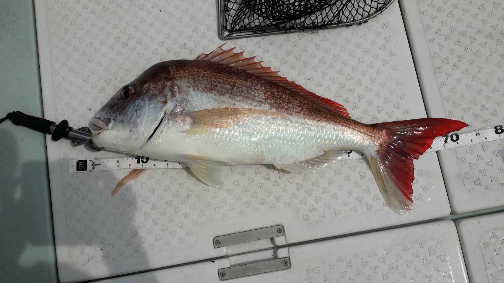 船でのモンスターハンターに挑戦！