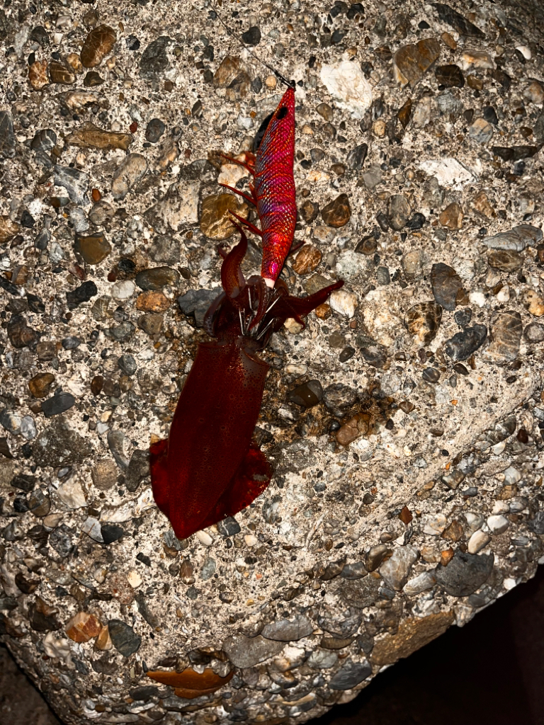 ナイトエギング