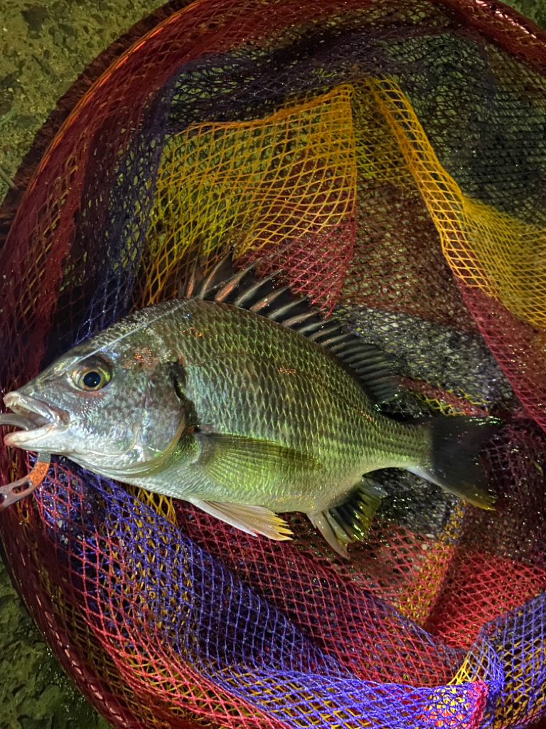 ヘチってきました