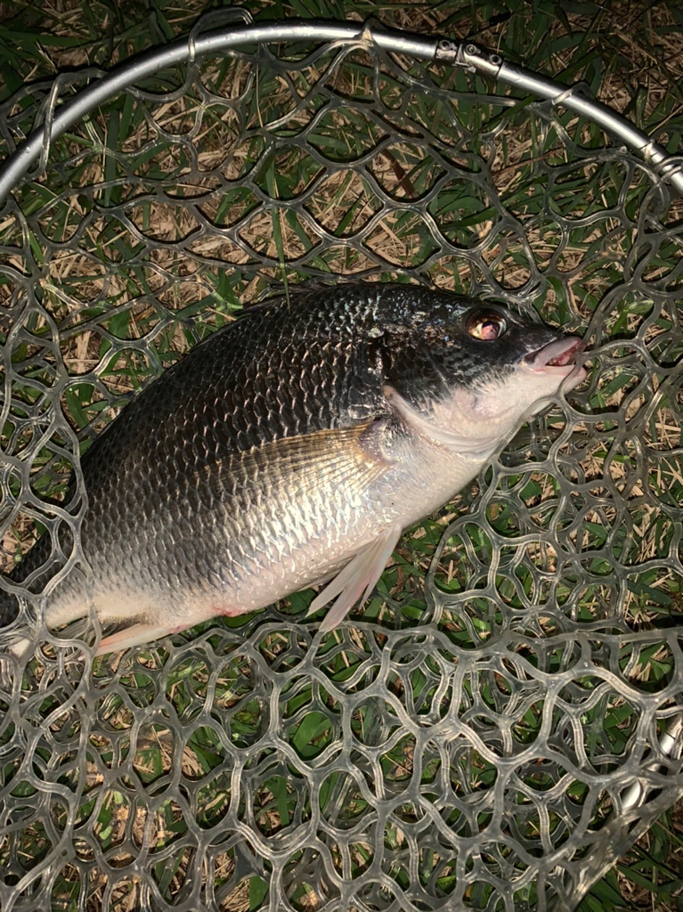 チヌハンターパート46