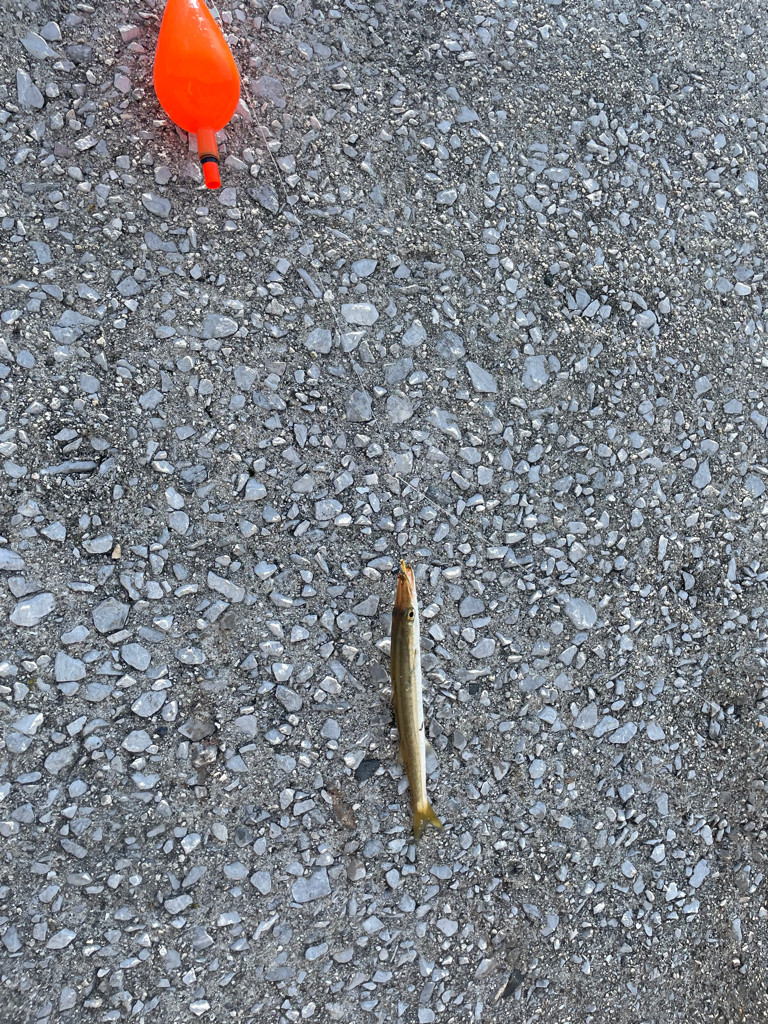 釣り方定まらず。