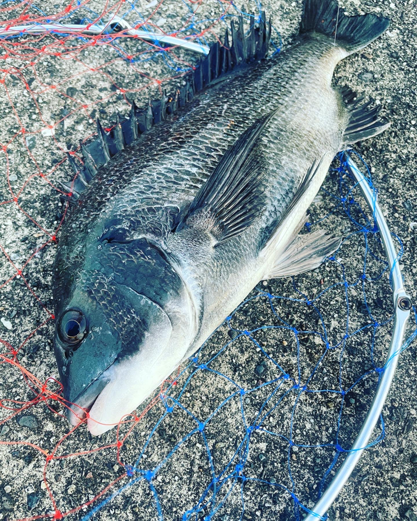 チヌ自己新記録！