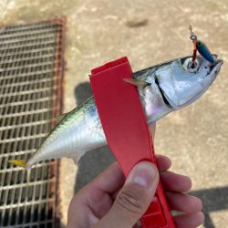 南港ライトゲームで根魚狩りのはずが、、、