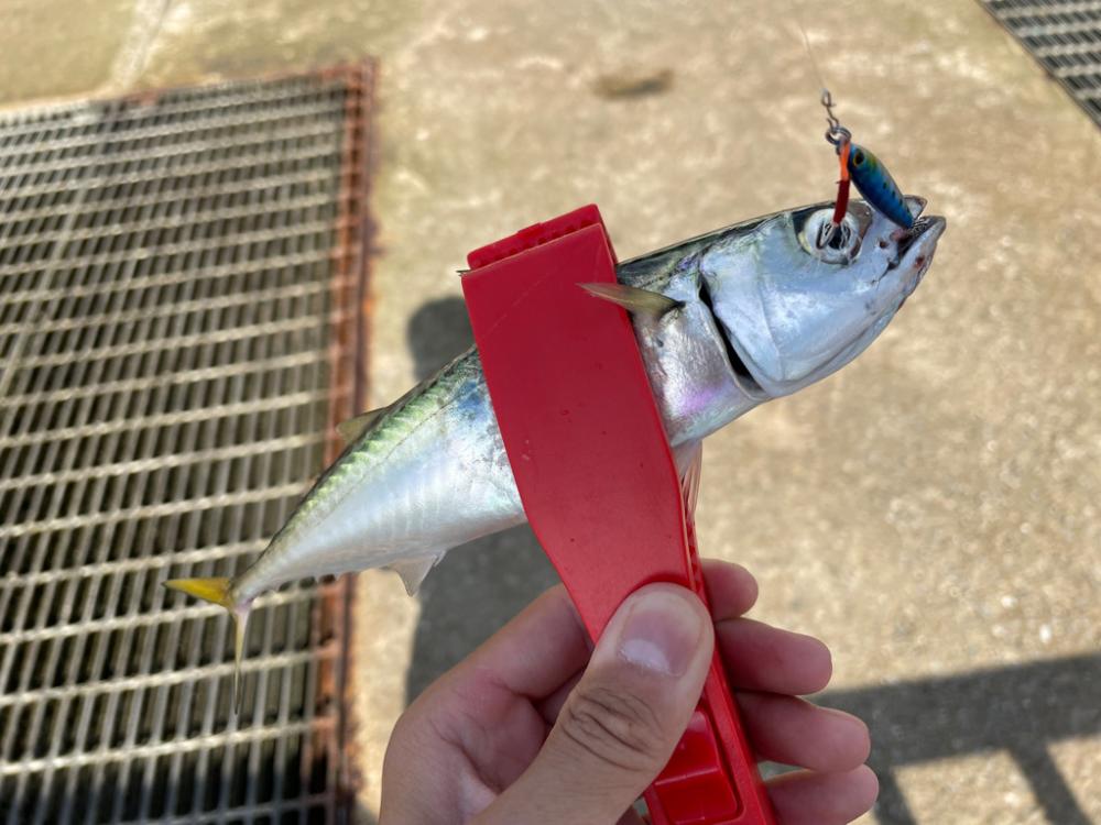 南港ライトゲームで根魚狩りのはずが、、、