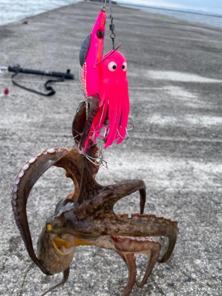初めてのタコ🐙