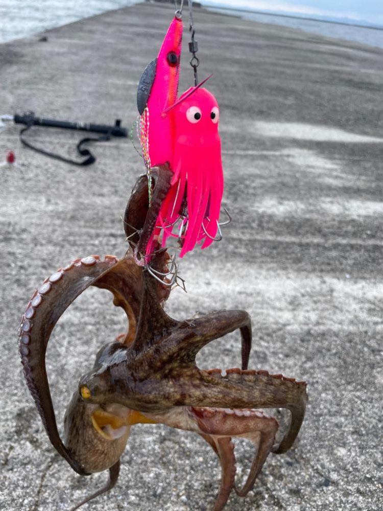 初めてのタコ🐙