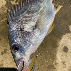 マゴチングからの〜チニング