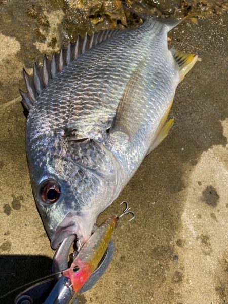 マゴチングからの〜チニング