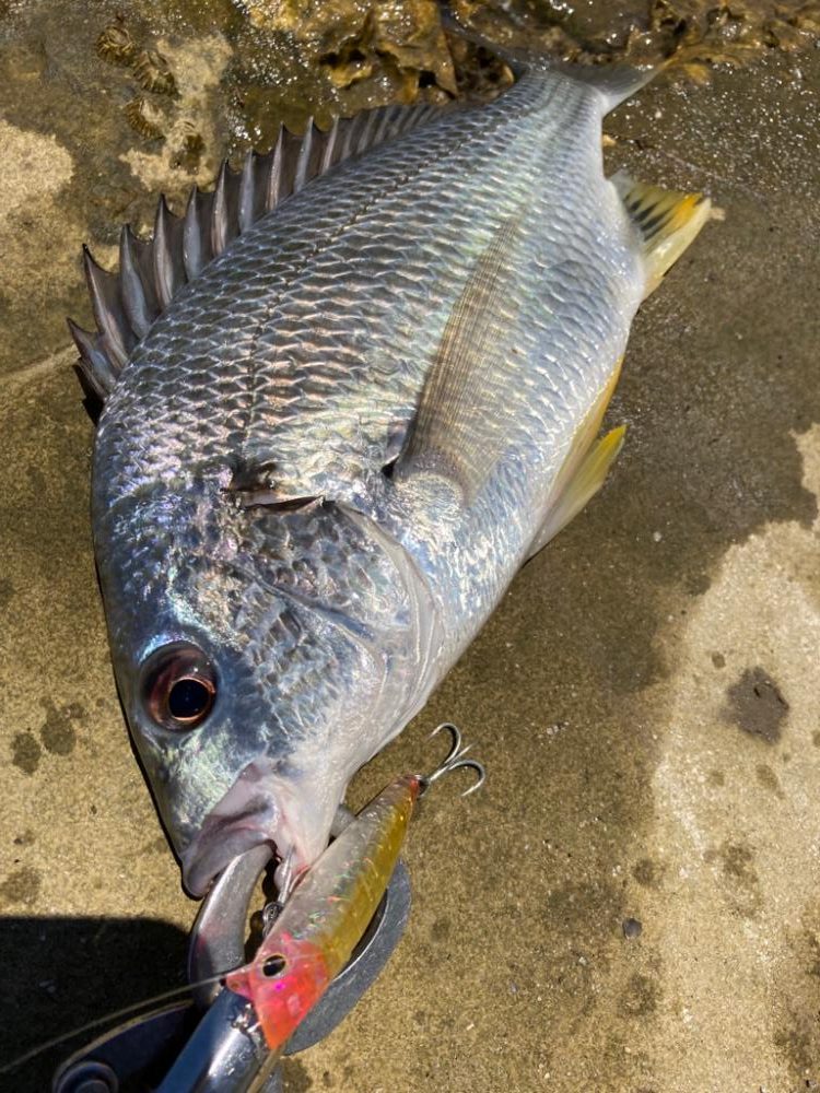 マゴチングからの〜チニング