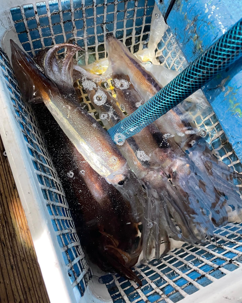 福井でイカメタル