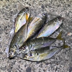 昨夜もエギング&アジングでした♪