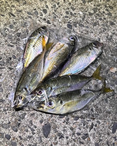 昨夜もエギング&アジングでした♪