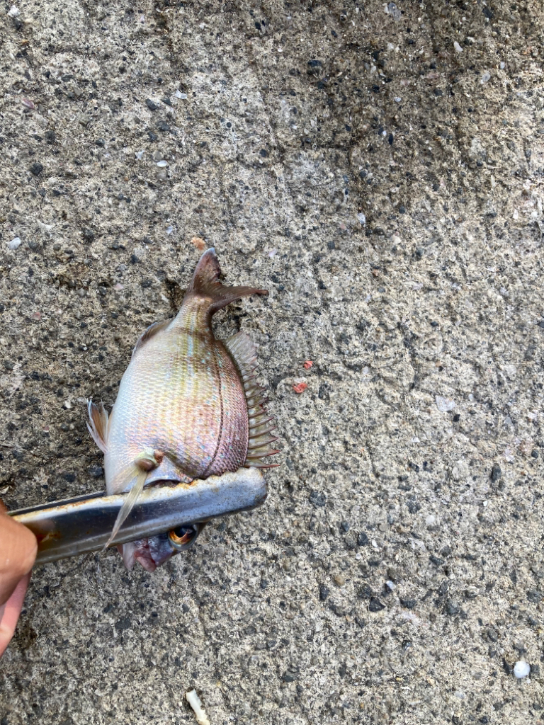 サヨリとハゲと根魚