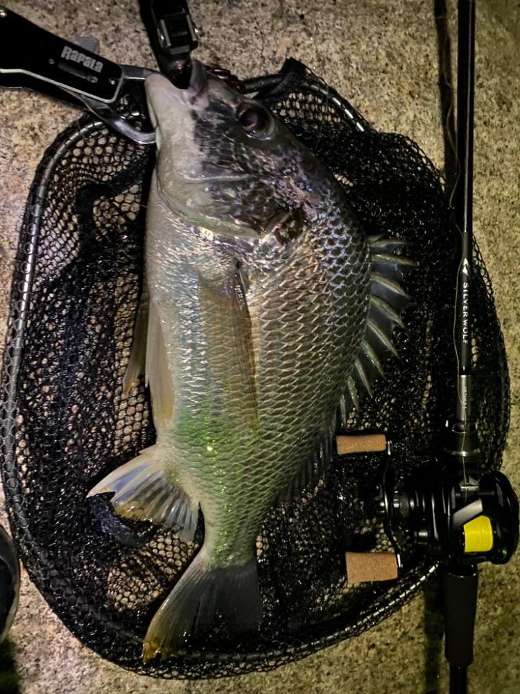 チニング アタリは無限