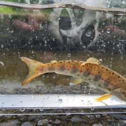 渓流チャレンジ