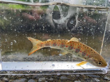 渓流チャレンジ