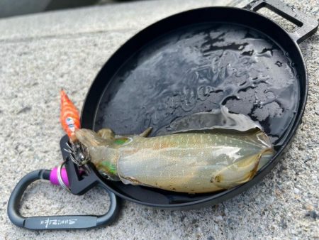 墨族大剣SP２回目の釣行で墨付け出来ました！！