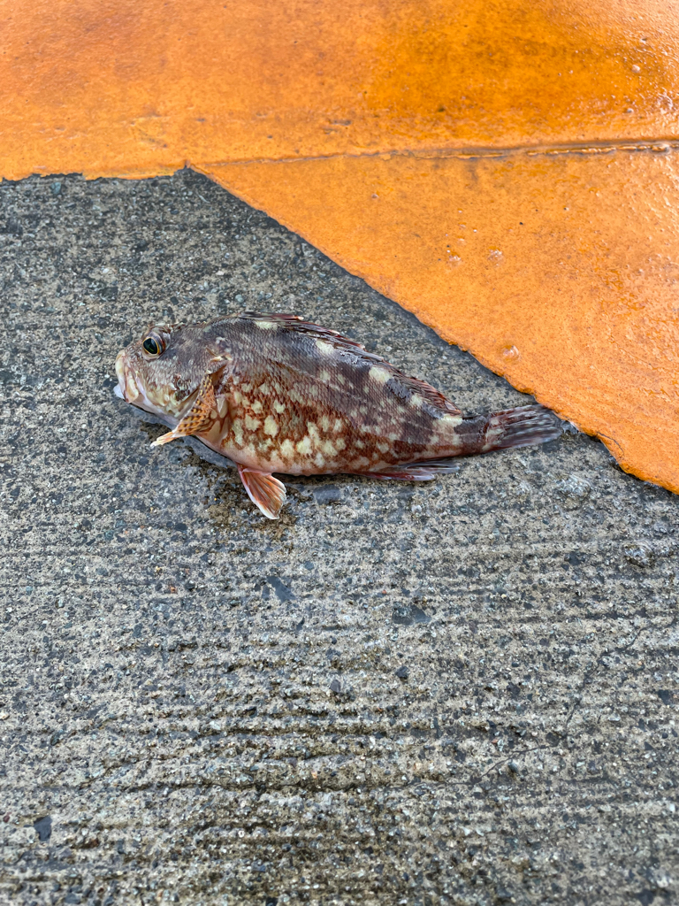 豆アジはたくさん釣れるけど、、、