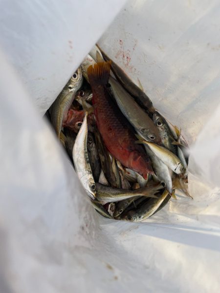 久しぶりのとっとパーク