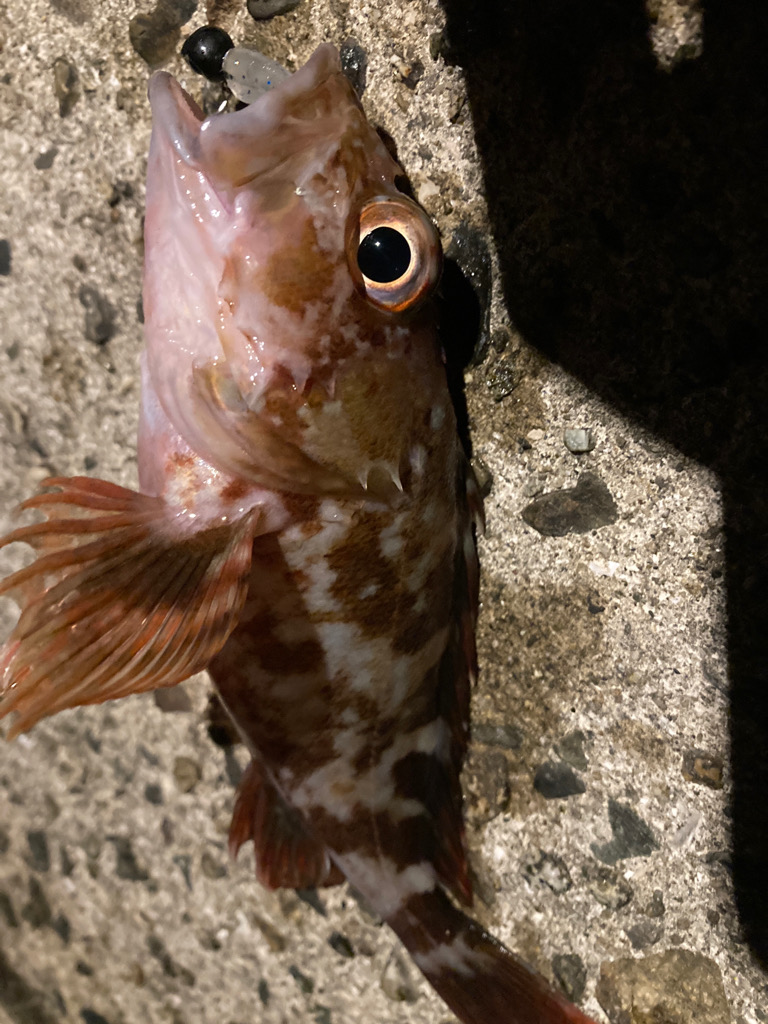 ライトゲームしてたら