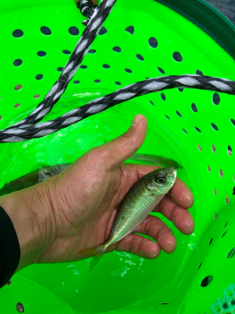 綺麗な海で五目釣り