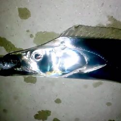 今年の初タチウオ！