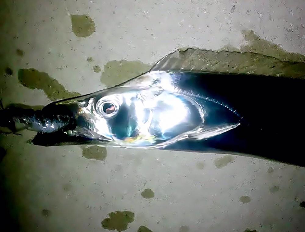 今年の初タチウオ!