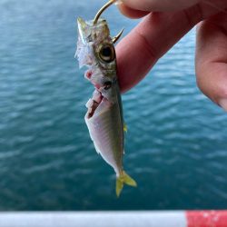 とっとパーク小島で飲ませサビキ☆