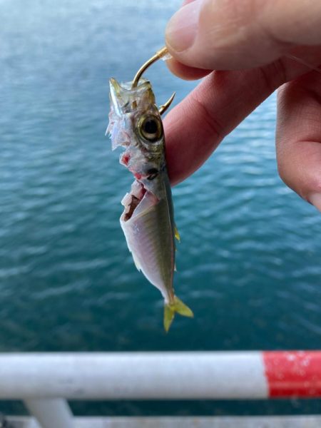 とっとパーク小島で飲ませサビキ☆
