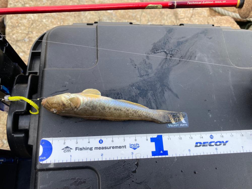 大阪府ライトゲーム