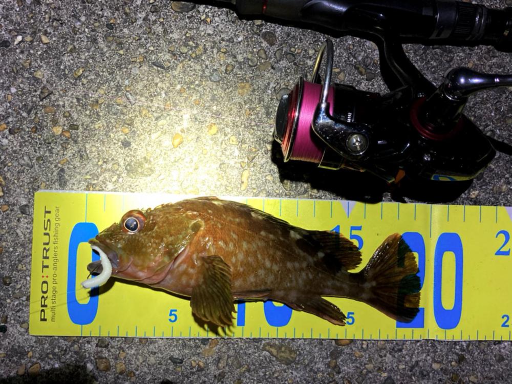 ボトムでガシラ