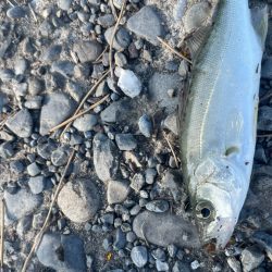 帰省先での釣行