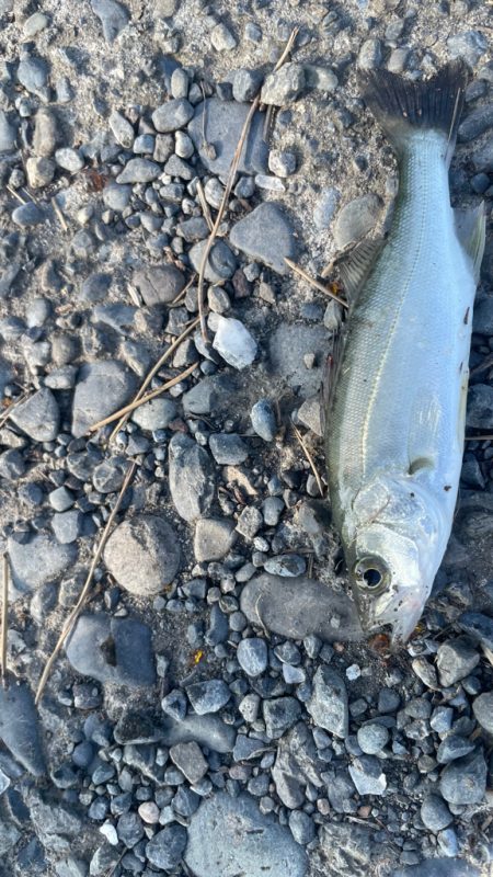 帰省先での釣行