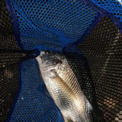 淀川のヌシが！