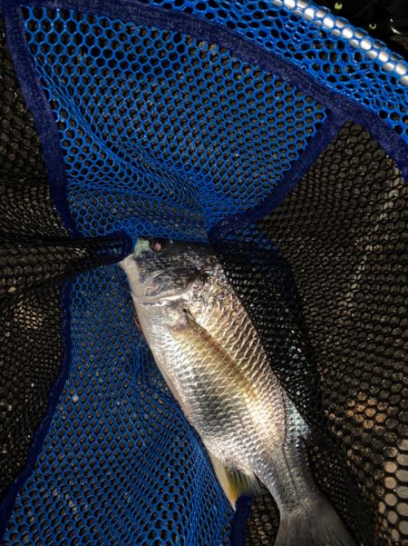 淀川のヌシが！