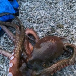 タコリベンジ大成功