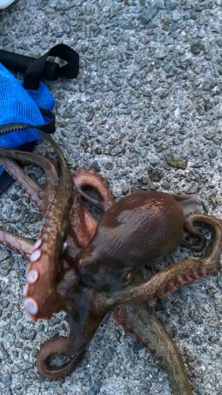 タコリベンジ大成功