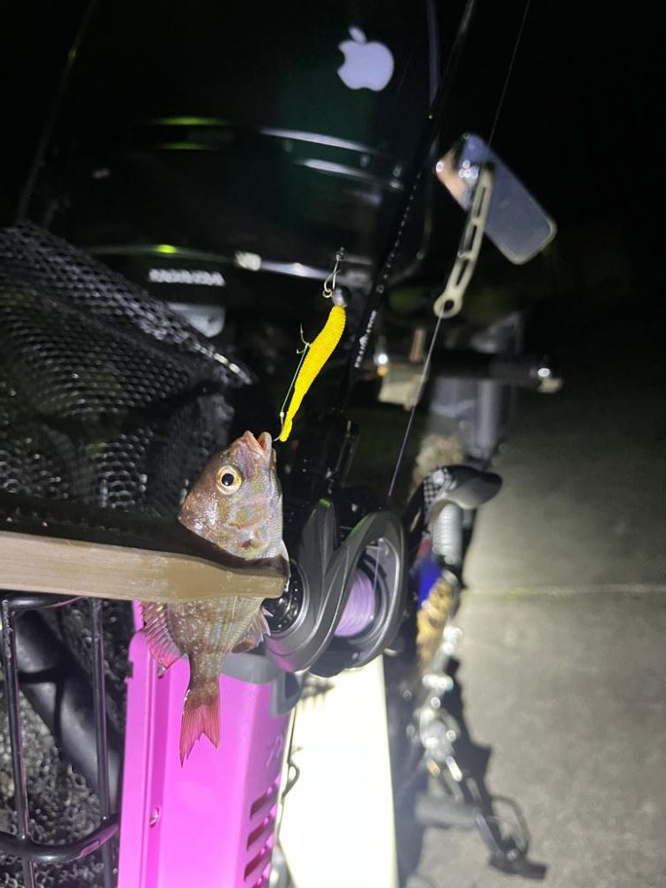 新しいリールの鱗付け