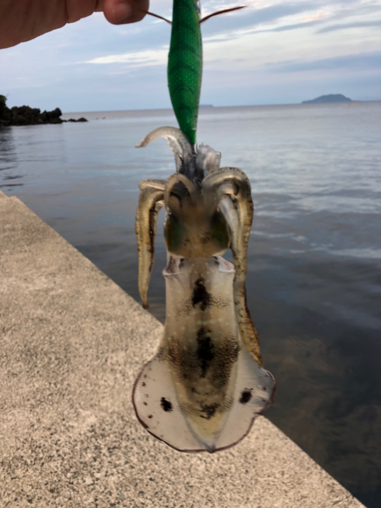 【新子調査】伊根〜京丹後巡り①