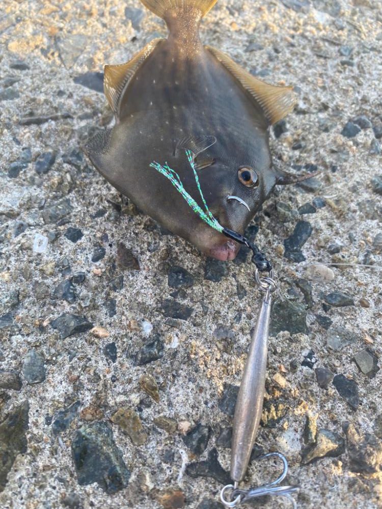 まさかのカワハギ②