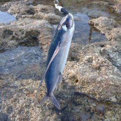 中国遠征最終日