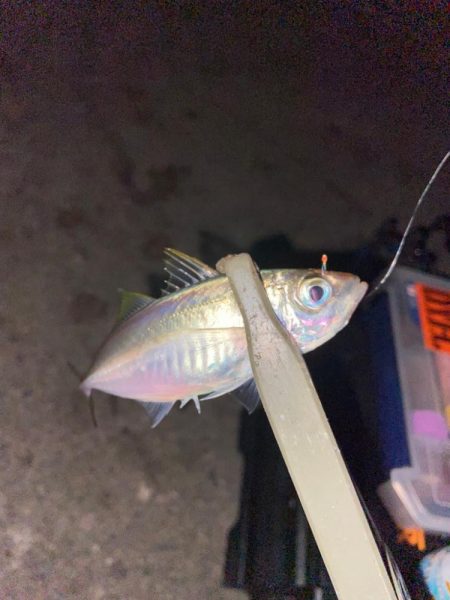豆アジングにライトロック