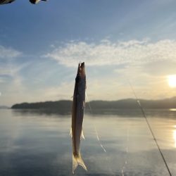 カマス釣り
