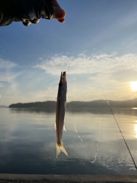 カマス釣り
