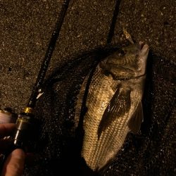 トリプルクロスでチニング大勝利！