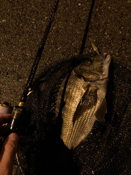 トリプルクロスでチニング大勝利！