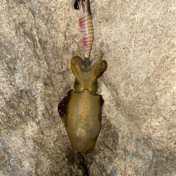 良型を求めてエギングへ！！